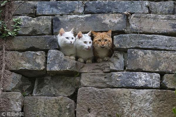 自豪地采用wordpress_“紅學(xué)”專家否認《紅樓夢》悼明