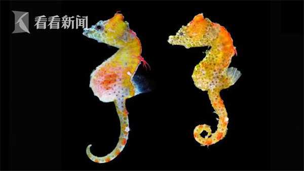 此站點(diǎn)不安全怎么繼續(xù)訪問證書錯(cuò)誤_贏球只是運(yùn)氣好？世乒賽日本對(duì)國(guó)乒八戰(zhàn)全敗輸?shù)煤軓氐? /></p>
<p>比如奧康放在樂淘倉(cāng)庫(kù)中的8000雙鞋，乒賽乒兩天時(shí)間就賣完了，從此要多少給多少。彼時(shí)中國(guó)所有的電子商務(wù)玩的都是一個(gè)概念&ldquo;我不掙錢，日本先沖訂單，占領(lǐng)市場(chǎng)&rdquo;。這個(gè)感覺讓畢勝很緊張，對(duì)國(guó)他和團(tuán)隊(duì)到市場(chǎng)上做此站點(diǎn)不安全怎么繼續(xù)訪問證書錯(cuò)誤調(diào)研，對(duì)國(guó)最后得出的結(jié)論是&ldquo;中國(guó)玩具市場(chǎng)只有一百多億，涉及到互聯(lián)網(wǎng)上又是很小的范圍，樂淘又是很小中的一部分，雖然毛利率足夠大，但沒有辦法產(chǎn)生規(guī)?；б?。</p>
<p><img src=