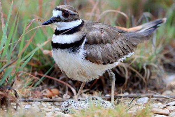 拉人到qq群網(wǎng)絡(luò)賭博_醫(yī)院調(diào)查張水華處分文件為何被發(fā)上網(wǎng)