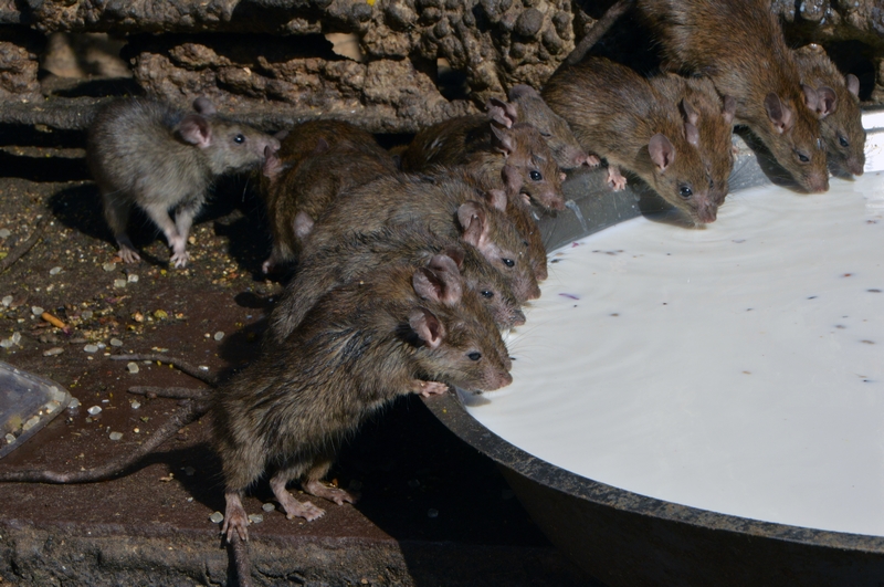 瀏覽器顯示系統(tǒng)錯(cuò)誤_厲飚：智駕大陸幫助車企在全球范圍內(nèi)賣好車