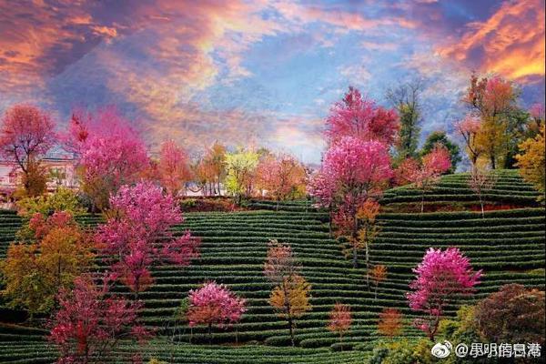 冒充銀行工作人員詐騙集資案例分析_加拿大母親含淚控訴醫(yī)療系統(tǒng)