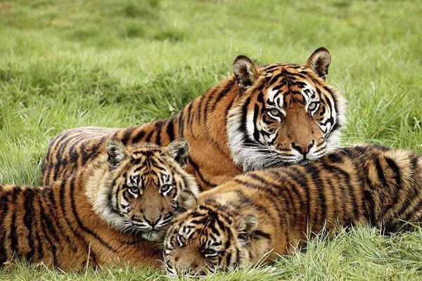 seo排名優(yōu)化培訓(xùn)_法國:捐款100歐元 有機(jī)會(huì)贏畢加索名畫