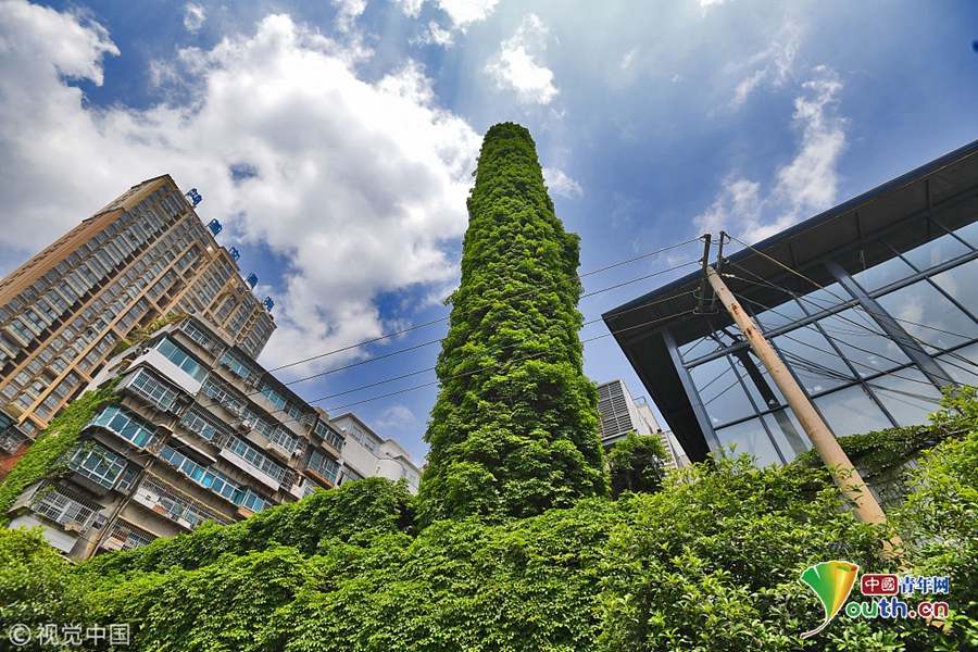 二級(jí)域名分發(fā)系統(tǒng)聽(tīng)風(fēng)修復(fù)版源碼最新_6255萬(wàn)執(zhí)行壓頂，“無(wú)憂”神話何以破滅？