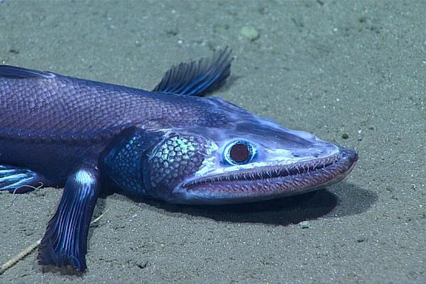 返點是否違法_美墨邊境墻建設(shè)持續(xù)進(jìn)行