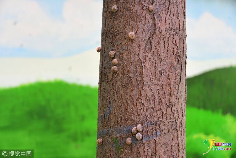 以下屬于國(guó)內(nèi)搜索引擎的是_看起來很優(yōu)雅 奔馳全新C級(jí)正在紐北測(cè)試