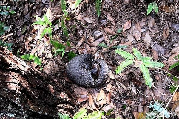 萬科A直線漲停！房地產(chǎn)，突傳重磅！