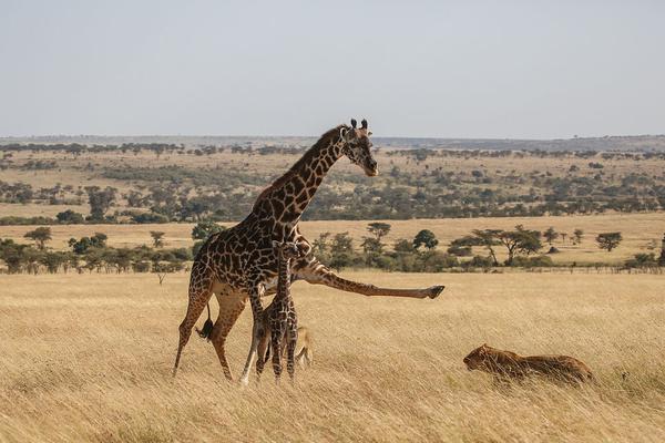 極客修客服電話_中國制造 | 貴州這座橋的施工難度超乎你想象