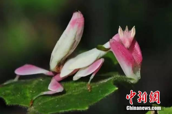 百度視頻怎么下載到本地電腦_我國成功發(fā)射衛(wèi)星互聯(lián)網(wǎng)低軌衛(wèi)星