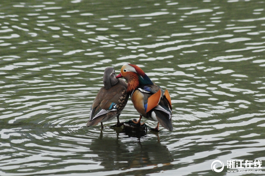 肖戰(zhàn)談對(duì)得閑謹(jǐn)制的理解
