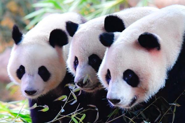 尖叫之夜劉宇寧打包餅干被嘲寒酸？