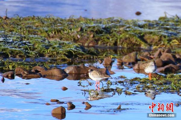 可以上傳視頻鏈接的投票平臺_新奔馳剛開1小時差點要了命 4S店:退車不太可能