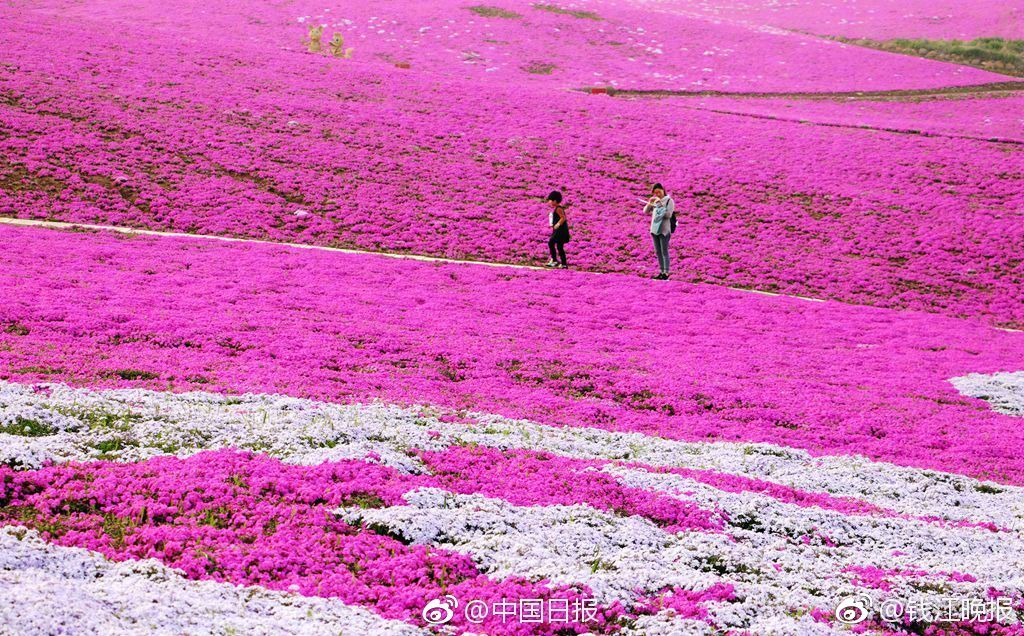 樂樂捕魚官方網(wǎng)站版_姚弛參與吃瓜答題賽引粉絲猜測