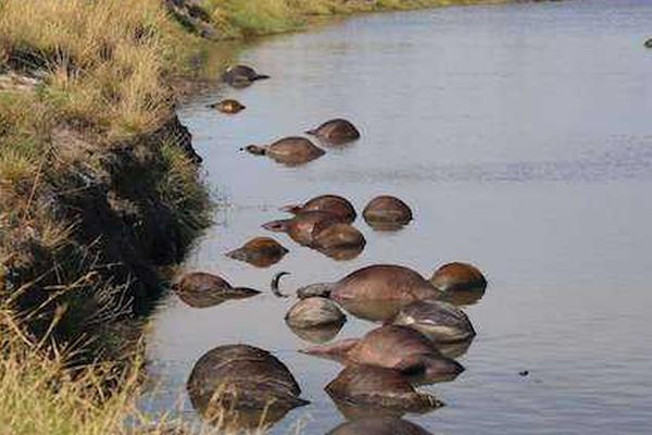 全球汽車產(chǎn)業(yè)力量版圖重新洗牌