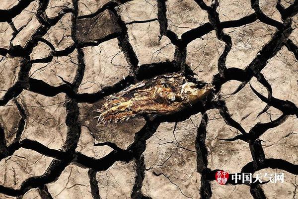 網(wǎng)絡(luò)副業(yè)平臺(tái)_口碑最佳！今年這部海影節(jié)佳作爆了