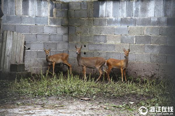 文學作品網(wǎng)絡投票_微博CEO王高飛談AI手機：發(fā)微博功能待確認 主流應用操作存限制
