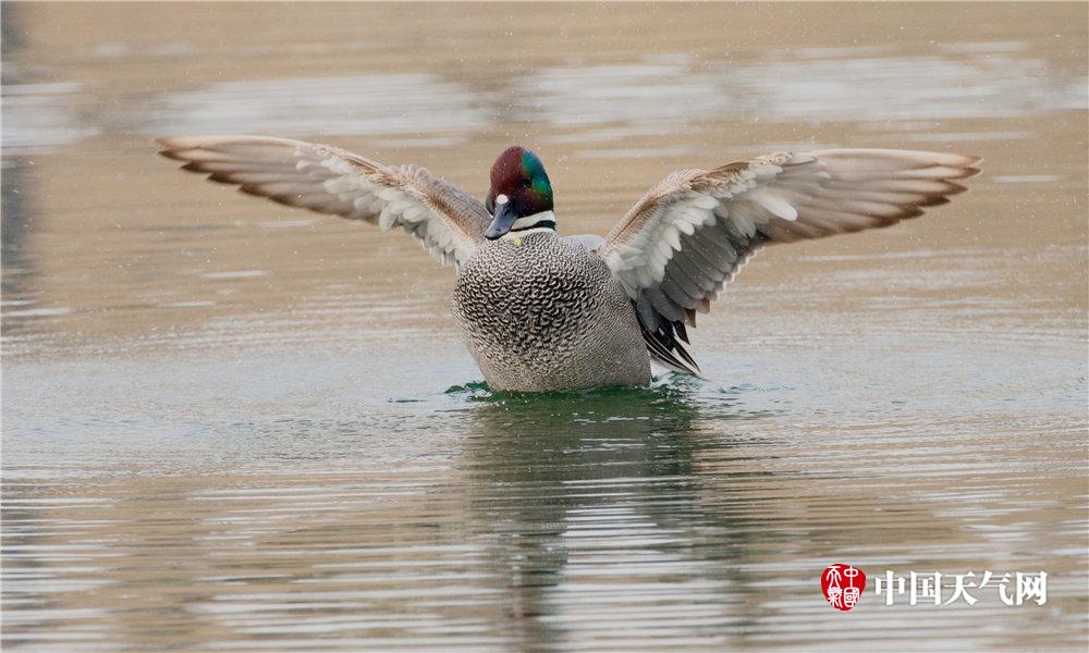 莆田市黃福泉副秘書_2026年總臺(tái)春晚主題、主標(biāo)識(shí)發(fā)布