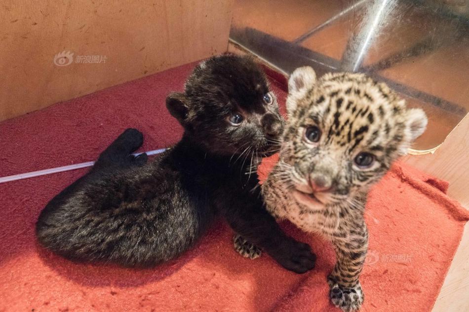 李在明，“掃黑”到底？