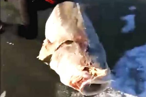 瀏覽外國網(wǎng)站違法嗎_智譜開源具備手機操作能力的模型AutoGLM