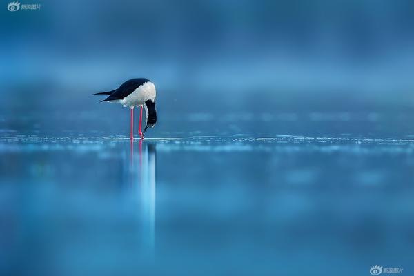 岙山學(xué)苑取證小助手網(wǎng)頁版_特朗普：澤連斯基得