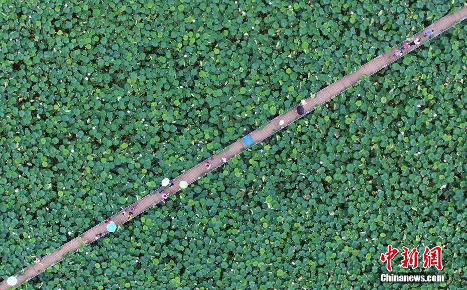 大雪節(jié)氣后花城現(xiàn)花海！馬嶺觀花植物園80畝三角梅盛花迎客