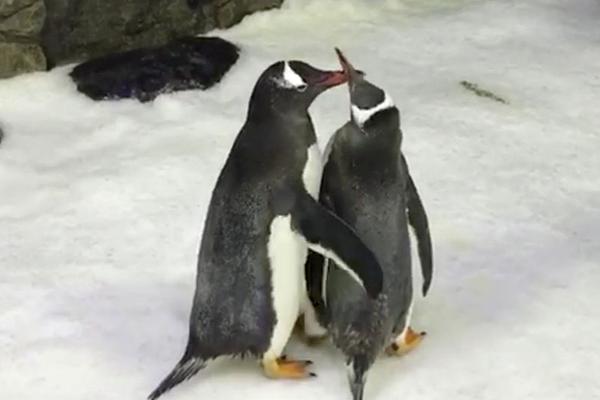 常見的網(wǎng)絡(luò)安全漏洞類型_2026年總臺春晚主題、主標(biāo)識發(fā)布