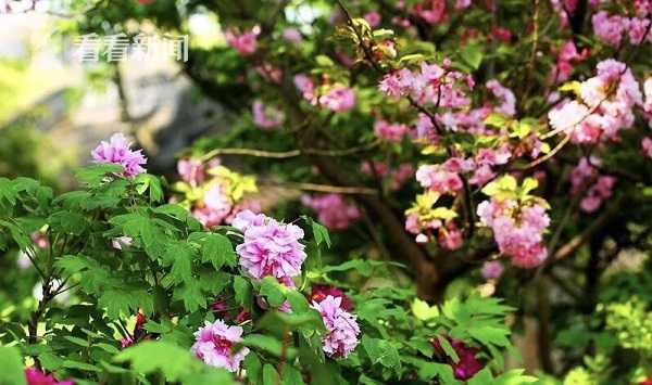 支付寶掃碼手機端官方_IDC預測2026年折疊手機爆發(fā)，上演華為、三星、蘋果“三國殺”