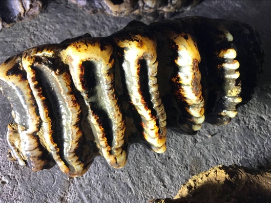 【福利】嚴(yán)選治愈美食|低至5折