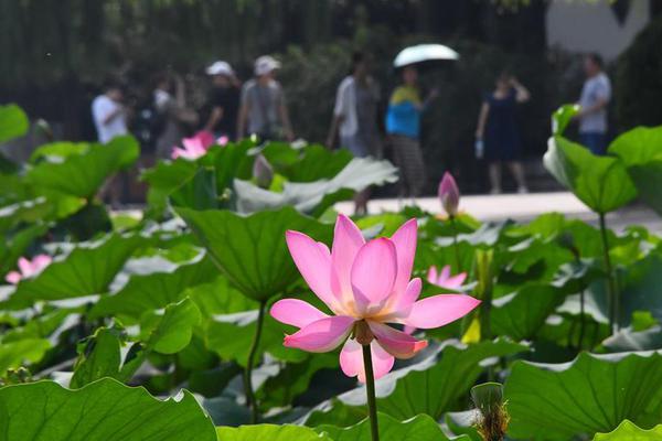 socket技術(shù)詳解_小區(qū)電梯維修30余次后依舊