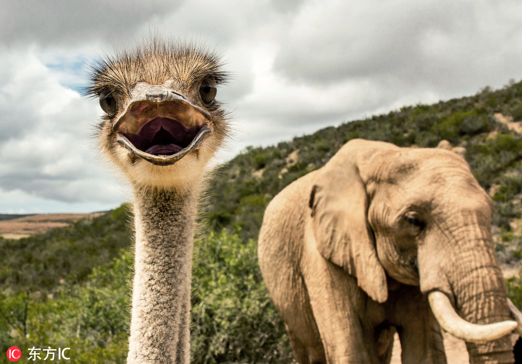 cicd與devops是開發(fā)干的活還是運(yùn)維_日本偽裝“受害者”包藏禍心（鐘聲）