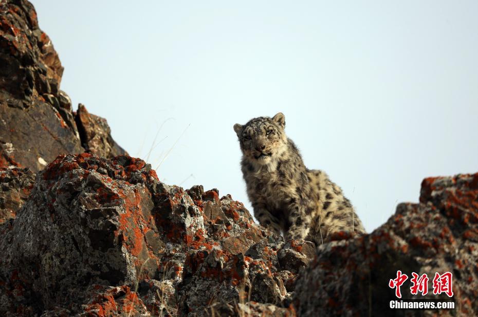 信息流銷售話術(shù)_荒野求生賽女選手疑遭安全員騷擾