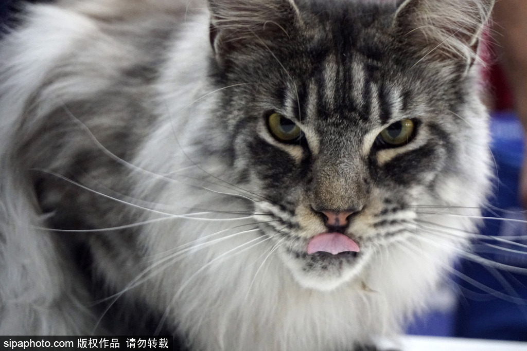 飛天茅臺批發(fā)價再創(chuàng)歷史新低，跌至1500元距官方指導(dǎo)