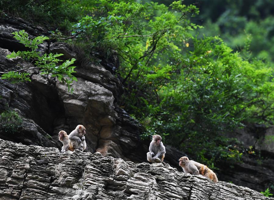 站內關鍵詞推廣工具_武漢一動物園上演瘋狂動物城
