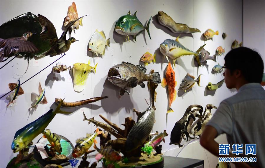 站內關鍵詞推廣工具_武漢一動物園上演瘋狂動物城