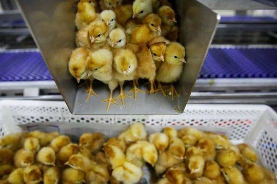 芝士教育app電腦版_小米汽車11月零售銷量46249輛