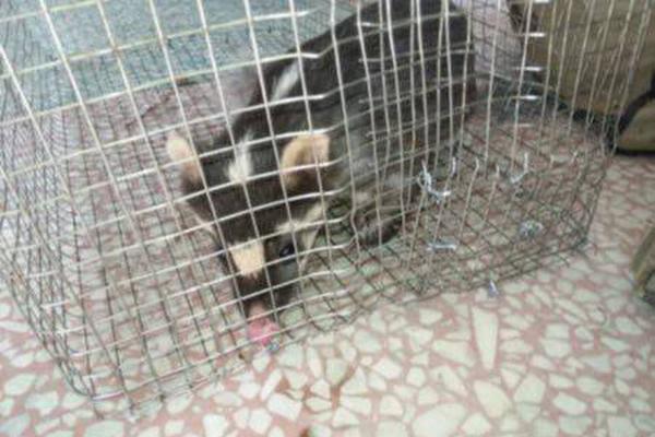 玩具熊五夜后宮安全漏洞中文下載免費(fèi)版_劉詩(shī)詩(shī)產(chǎn)子！48歲新晉奶爸吳奇隆竟然做了這種準(zhǔn)備？