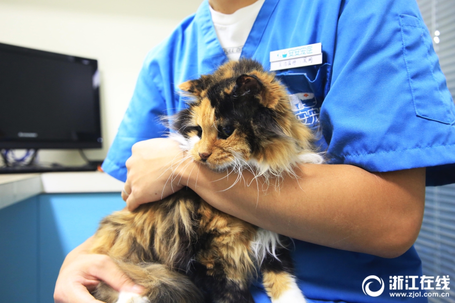 自動生成代碼的網(wǎng)站有哪些_明年經(jīng)濟工作怎么干，記住“八個堅持”