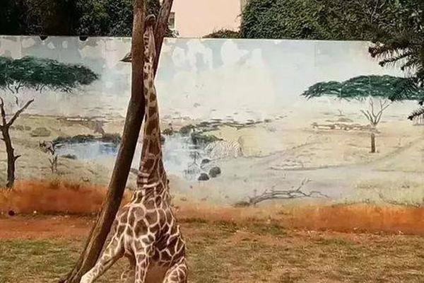 藍(lán)戰(zhàn)非遭中國人綁架后續(xù)