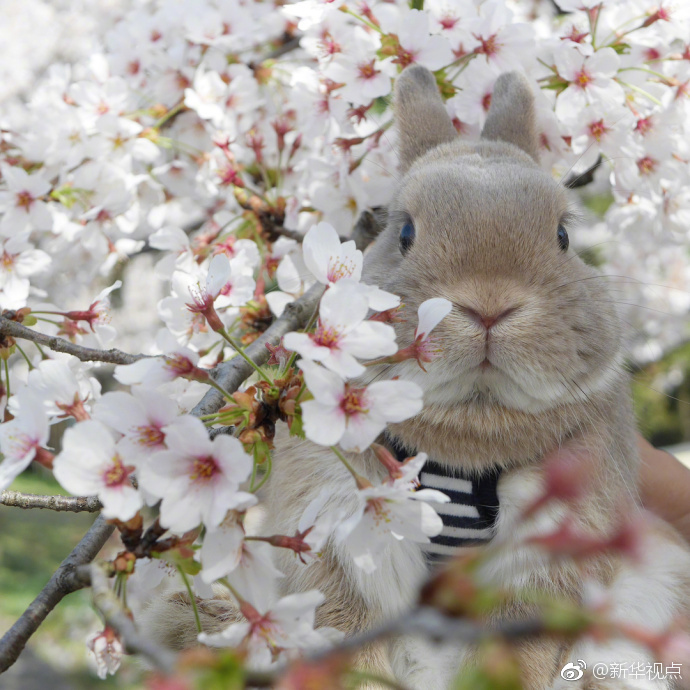 女學生被外教遺棄19年后攜子鬧場？上戲回應