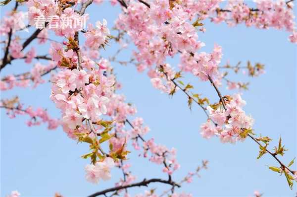 惡意網(wǎng)站檢測_卡納瓦羅：我在亞洲的執(zhí)教經(jīng)歷在意大利并不被重視