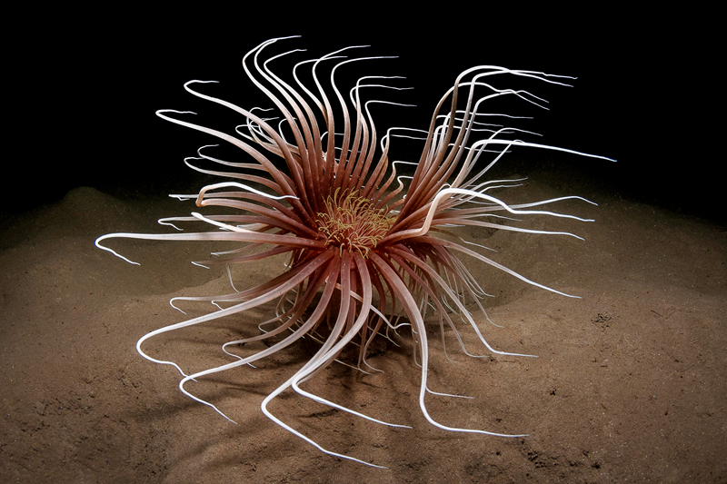 javaweb全棧開發(fā)課程體系有哪些_智譜AI深夜突襲，打破豆包手機封殺僵局