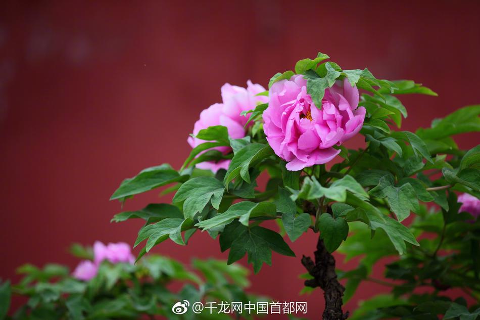 如何防止it監(jiān)控_人體工學(xué)轉(zhuǎn)椅撐腰護(hù)頸