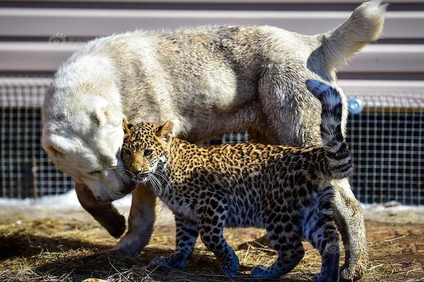 seo和sem的區(qū)別聯(lián)系_特朗普：泰柬又打起來了 我得打個電話他們知道怎么做