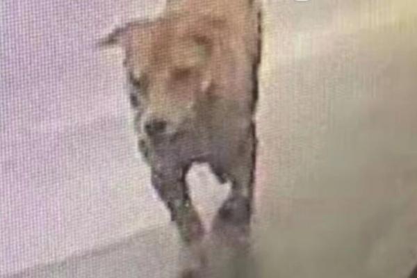 銀行實時轉(zhuǎn)賬轉(zhuǎn)錯了怎么追回_2023年中國家電行業(yè)年度報告重磅發(fā)布