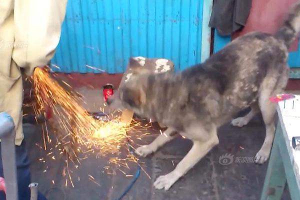 谷歌Gemini AI“睜眼看世界”，核心硬件中國研發(fā)