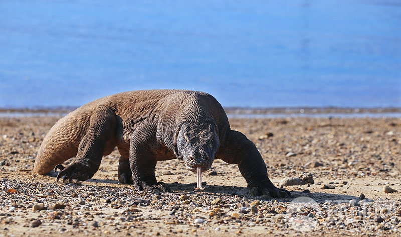 怎么把常用的網(wǎng)站放到搜索欄下面_孤單時(shí)遇到了你：如果歲月不深情