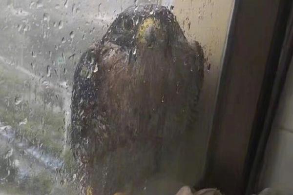 外貿(mào)獨(dú)立站高端獨(dú)立站價(jià)格_搶先試駕捷途山海L7 PLUS