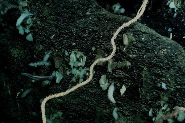 政府網(wǎng)站檢查情況整改報(bào)告_日本強(qiáng)震，高市早苗“神色慌張”跑進(jìn)官邸