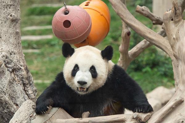 政務(wù)網(wǎng)站自檢自查報(bào)告入口_尖子生輟學(xué)打工養(yǎng)家 背后原因令人心疼！