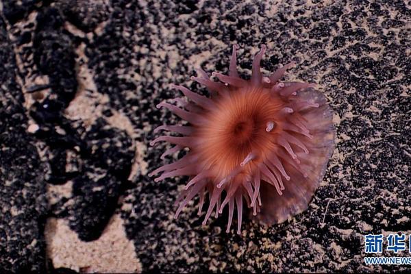 網(wǎng)站都需要什么_