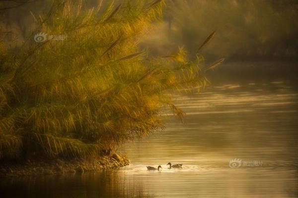 海外cvv源碼_馬斯克放話：三周內(nèi)撤掉奧斯汀特斯拉Robotaxi的安全監(jiān)督員